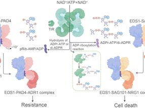 Molecules boosting plant immunity identified