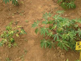 Resistance to mosaic disease explained