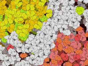 Evolutionary model predicts partitioning of molecules within cells