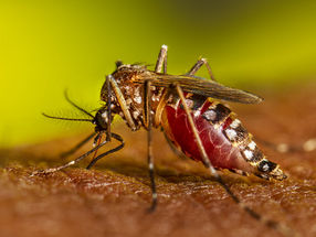 Chemical cocktail in skin summons disease-spreading mosquitoes