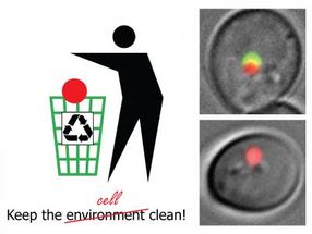 Autophagy – or how cells tidy up