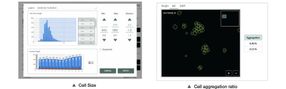 Cell Size Measurement & Cell Aggregation