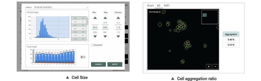 Cell Size Measurement & Cell Aggregation