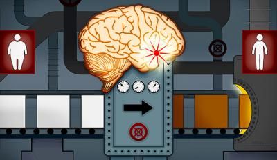Hunger games: How the brain 'browns' fat to aid weight loss