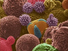 From allergens to anodes: pollen derived battery electrodes