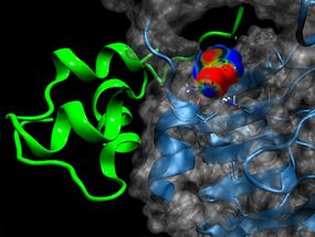 Chemically modified insulin is available more quickly
