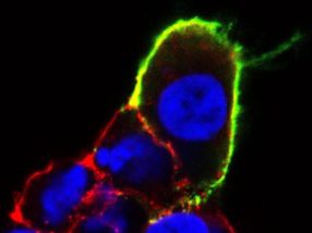 A gene's journey from covert to celebrated