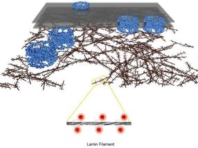 Molecular structure of the cell nucleoskeleton revealed for the first time