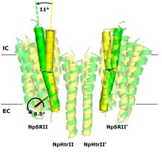 One step closer to crack the mystery of bacterial adaptation to antibiotics