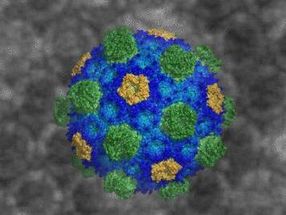 Bacterial organizational complexities revealed