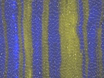 Scientists seek to engineer chatter among cells