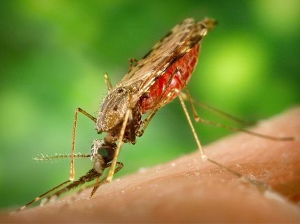 New anti-malarial lead compound successfully tested