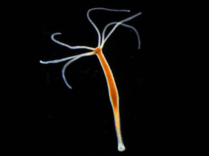 Cnidarians remotely control bacteria