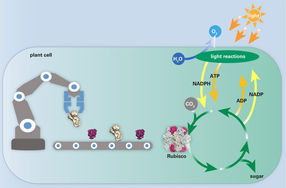 The future of crop engineering