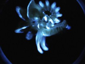 Glowing mud worm contains fastest catalyst