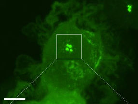 Newly discovered process brings immune cells up to speed