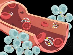 Fighting tumours with magnetic bacteria