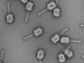 Treating bladder infections with viruses