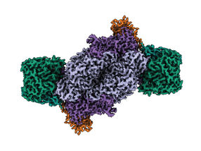 The enzyme with the iron heart