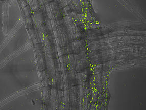 A bacterial toolkit for colonizing plants