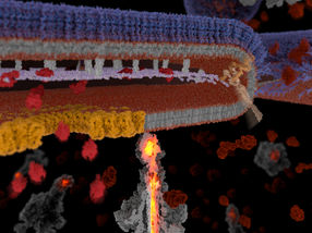 Single-celled kamikazes spearhead bacterial infection