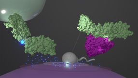 Scientists successfully simulate protein complex that initiates fertilisation