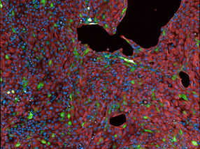 Computer-engineered DNA to study cell identities