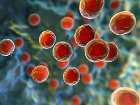 Bringing Multidrug-Resistant Pathogens to their Knees