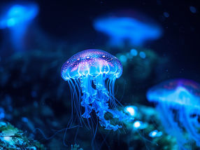 Bioluminescence - the natural glow