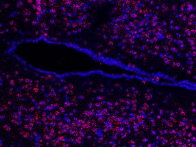 New regulator of eating behaviour identified
