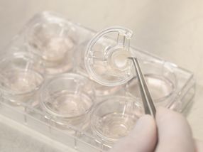Systematic testing of natural oils on in vitro skin models