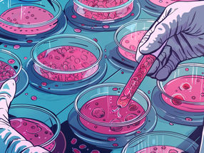 Phagocytes from the culture dish for cancer therapy