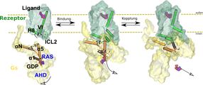 Biophysicists decipher functionality of adrenaline-binding receptor