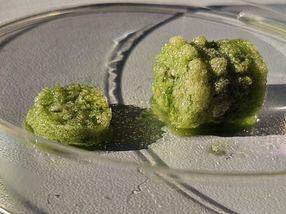 Bio-concrete and biogenic construction materials with cyanobacteria