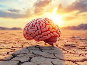 Warm – warmer – neuronal rapid fire: How the brain gets used to heat