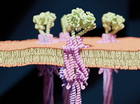 A stronghold in the fight against viruses - new bacterial immune system decoded