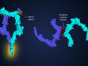 Revolutionising cancer therapy with protein design