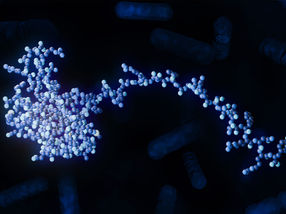 Novel insights into the metabolism of the gut microbiota