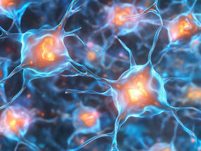 How autophagy protects neurons by controlling their glucose consumption