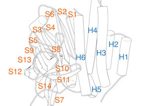 New numbering system facilitates comparability of protein domains
