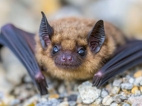 Bats: Corona Without Symptoms