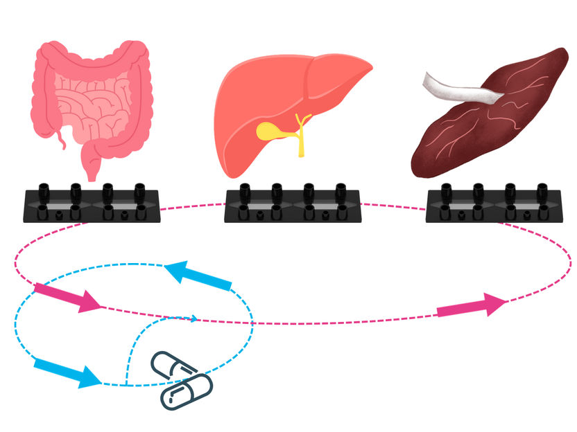 “Multi Organ Model” - Animal-free alternative for pharmacokinetics research - Dynamic42 and research partners present three-organ system to reduce animal testing