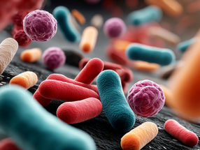 The microbiome influences ageing