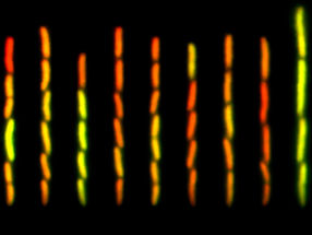Multiple antibiotic resistance is auxiliary to bacterial fitness and adaptability