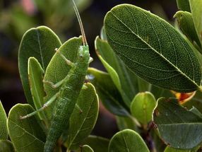 Unlocking the genetic basis of adaptive evolution