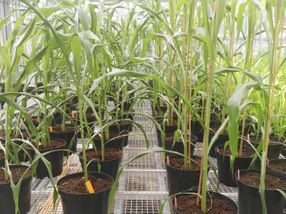 Crops: Gene switch makes sweet sorghum salt-tolerant