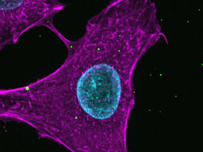 Viruses under the super microscope: How influenza viruses communicate with cells