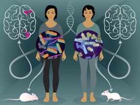 Twin study detects bacteria in the small intestine that play a role in the development of multiple sclerosis