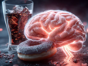 Artificial sweeteners cause confusion in the brain
