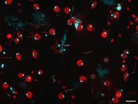 New discovery could advance the fight against malaria